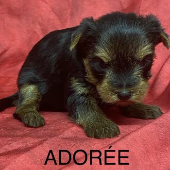 chiot Yorkshire terrier ADORÉE York à réserver Domaine de la Chantelaie
