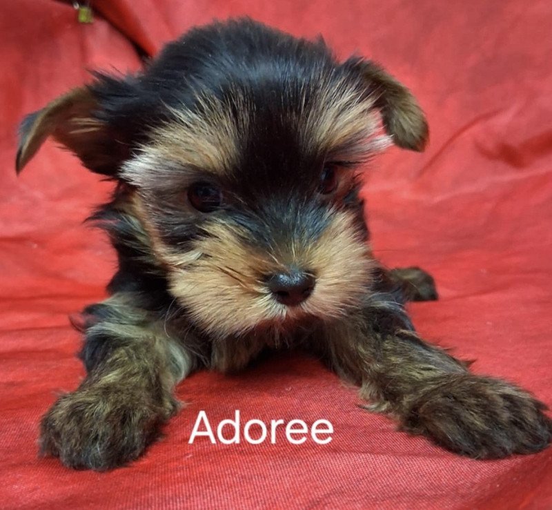 ADORÉE yorkshire Femelle Yorkshire terrier