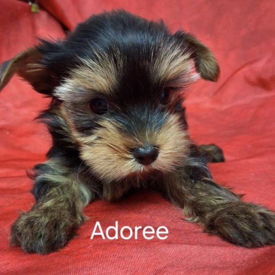 ADORÉE yorkshire Femelle Yorkshire terrier