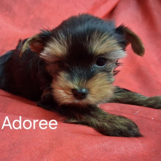 chiot Yorkshire terrier ADORÉE yorkshire Domaine de la Chantelaie