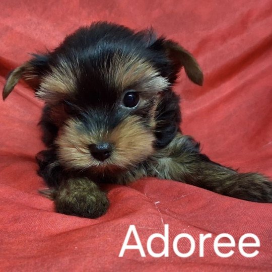 chiot Yorkshire terrier ADORÉE yorkshire Domaine de la Chantelaie
