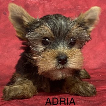chiot Yorkshire terrier ADRIA york Domaine de la Chantelaie chiot Yorkshire terrier ADRIA york Domaine de la Chantelaie