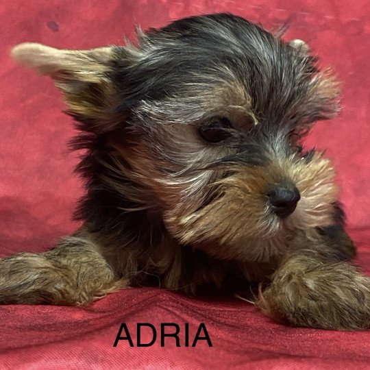 chiot Yorkshire terrier ADRIA york Domaine de la Chantelaie