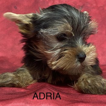 chiot Yorkshire terrier ADRIA york Domaine de la Chantelaie chiot Yorkshire terrier ADRIA york Domaine de la Chantelaie