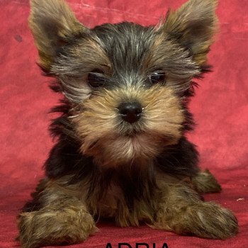 chiot Yorkshire terrier ADRIA york Domaine de la Chantelaie chiot Yorkshire terrier ADRIA york Domaine de la Chantelaie