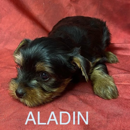 chiot Yorkshire terrier ALADIN york Domaine de la Chantelaie chiot Yorkshire terrier ALADIN york Domaine de la Chantelaie