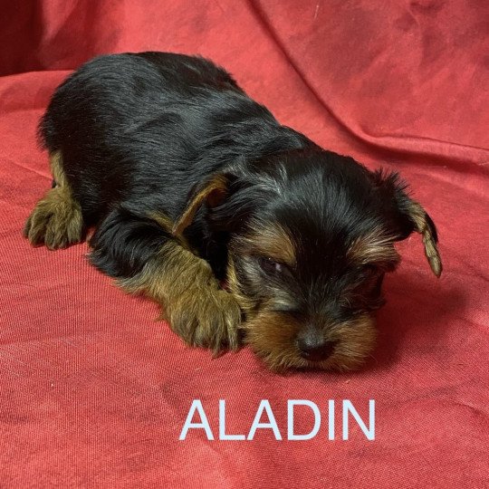 chiot Yorkshire terrier ALADIN york Domaine de la Chantelaie chiot Yorkshire terrier ALADIN york Domaine de la Chantelaie