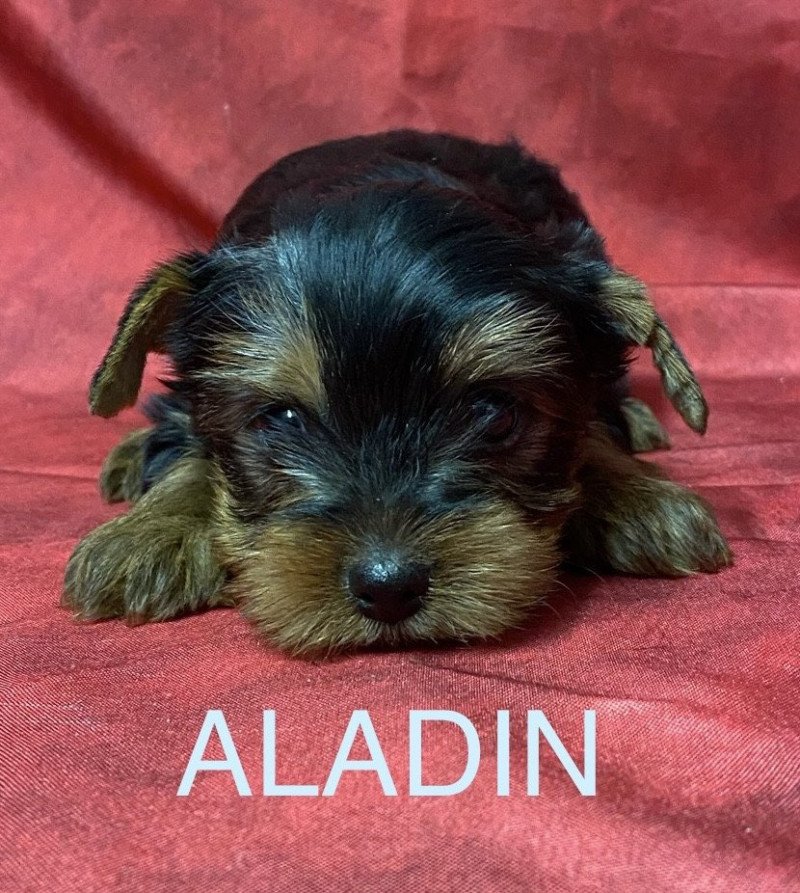 ALADIN york à réserver Mâle Yorkshire terrier ALADIN york à réserver Mâle Yorkshire terrier