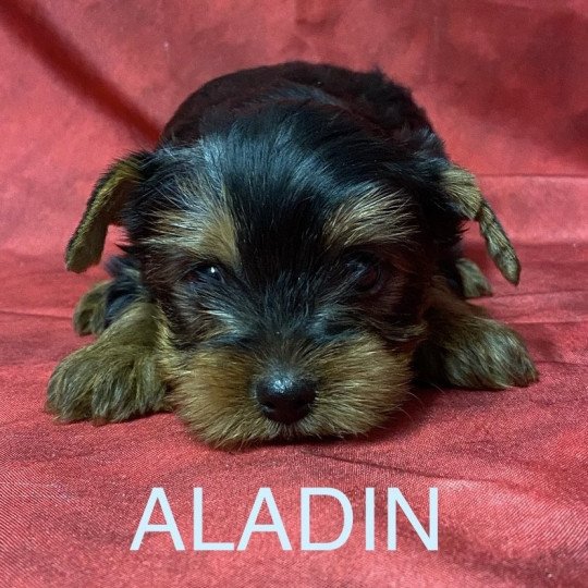 ALADIN york à réserver Mâle Yorkshire terrier