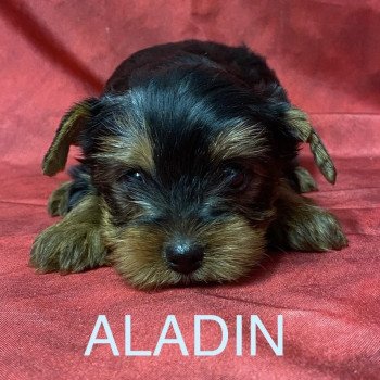 chiot Yorkshire terrier ALADIN york Domaine de la Chantelaie chiot Yorkshire terrier ALADIN york Domaine de la Chantelaie