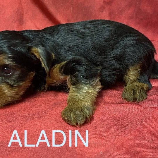 chiot Yorkshire terrier ALADIN york Domaine de la Chantelaie chiot Yorkshire terrier ALADIN york Domaine de la Chantelaie