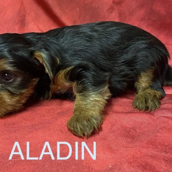 chiot Yorkshire terrier ALADIN york Domaine de la Chantelaie chiot Yorkshire terrier ALADIN york Domaine de la Chantelaie