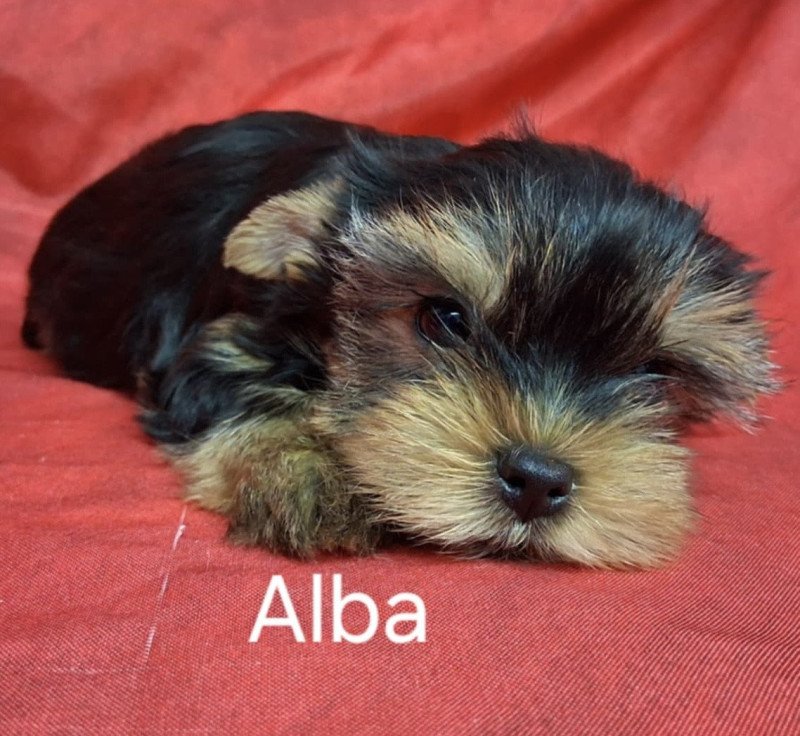 ALBA yorkshire Femelle Yorkshire terrier