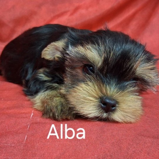 ALBA yorkshire Femelle Yorkshire terrier
