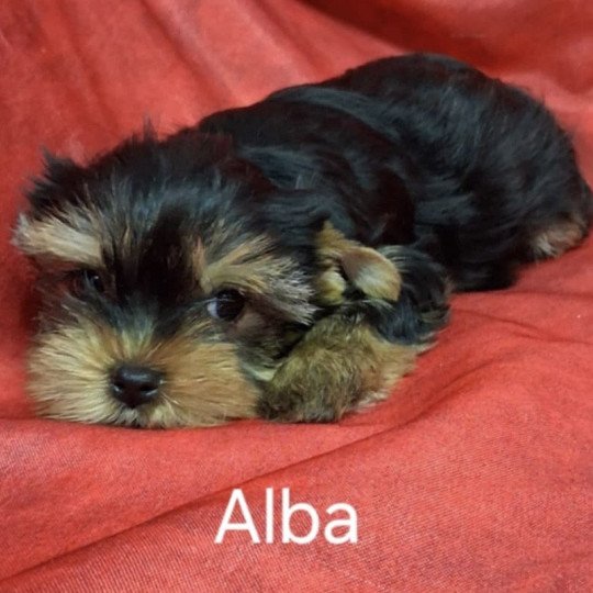 chiot Yorkshire terrier ALBA yorkshire Domaine de la Chantelaie