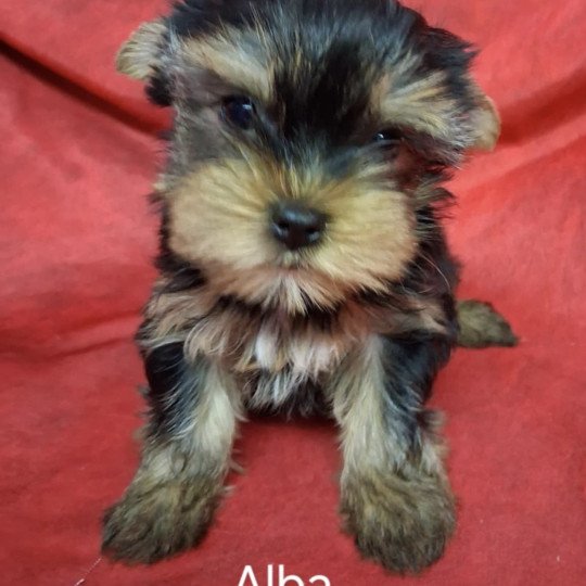 chiot Yorkshire terrier ALBA yorkshire Domaine de la Chantelaie