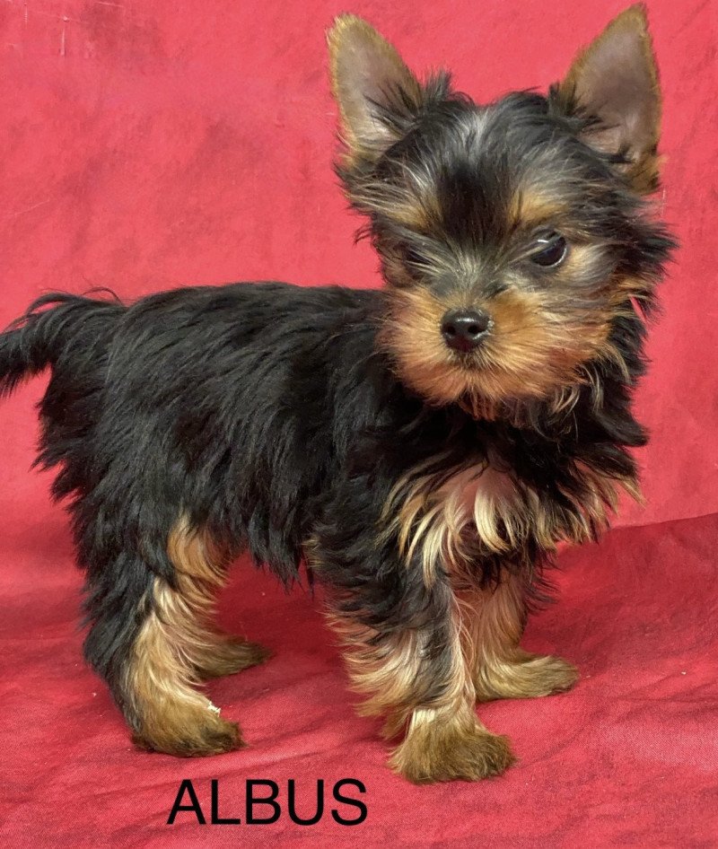 ALBUS york. Mâle Yorkshire terrier