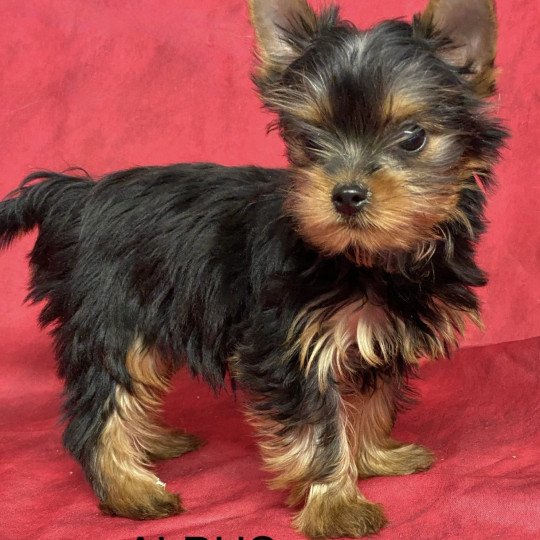 chiot Yorkshire terrier ALBUS york. Domaine de la Chantelaie