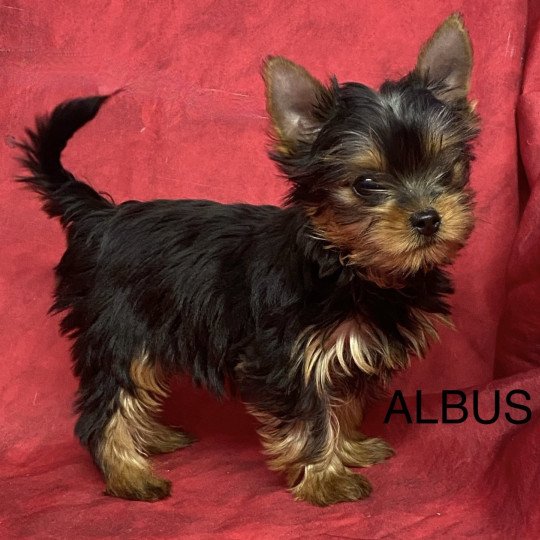 chiot Yorkshire terrier ALBUS york. Domaine de la Chantelaie