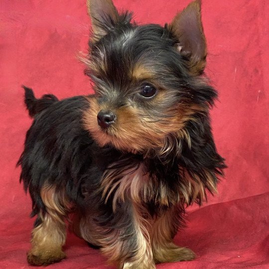chiot Yorkshire terrier ALBUS york. Domaine de la Chantelaie
