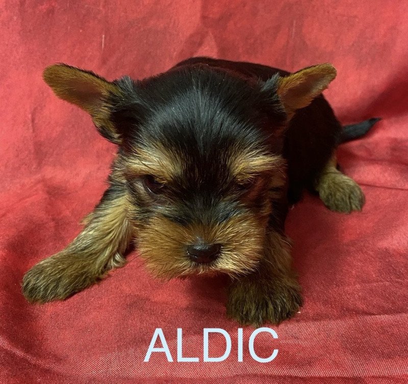 ALDIC york à réserver Mâle Yorkshire terrier ALDIC york à réserver Mâle Yorkshire terrier