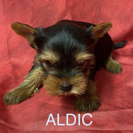 ALDIC york à réserver Mâle Yorkshire terrier
