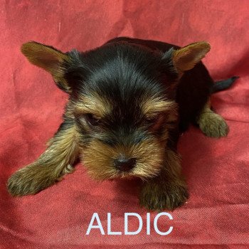 chiot Yorkshire terrier ALDIC york Domaine de la Chantelaie chiot Yorkshire terrier ALDIC york Domaine de la Chantelaie