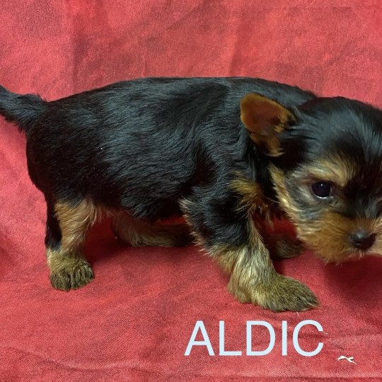 chiot Yorkshire terrier ALDIC york Domaine de la Chantelaie chiot Yorkshire terrier ALDIC york Domaine de la Chantelaie