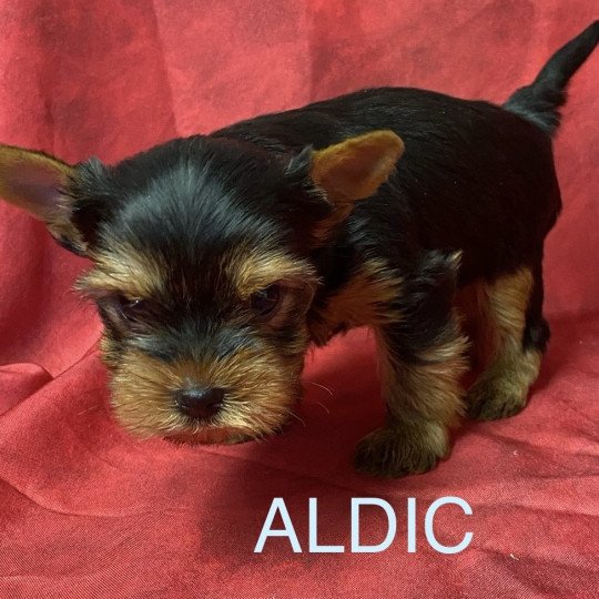 chiot Yorkshire terrier ALDIC york Domaine de la Chantelaie chiot Yorkshire terrier ALDIC york Domaine de la Chantelaie