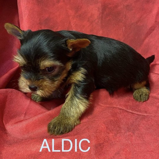 chiot Yorkshire terrier ALDIC york Domaine de la Chantelaie chiot Yorkshire terrier ALDIC york Domaine de la Chantelaie