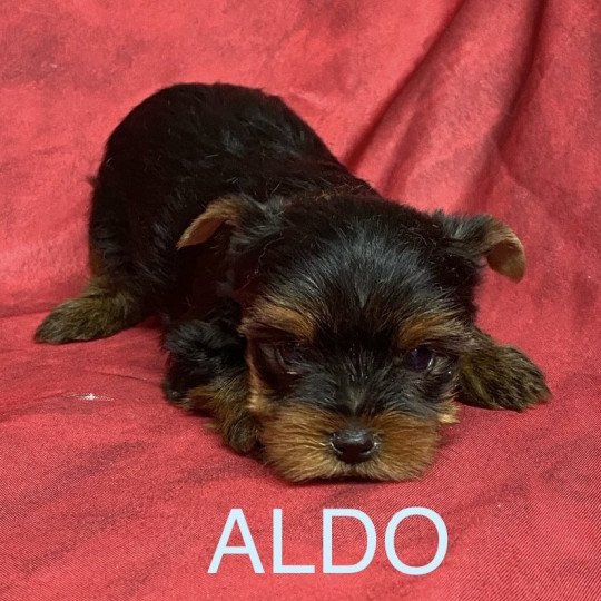 chiot Yorkshire terrier ALDO York Domaine de la Chantelaie