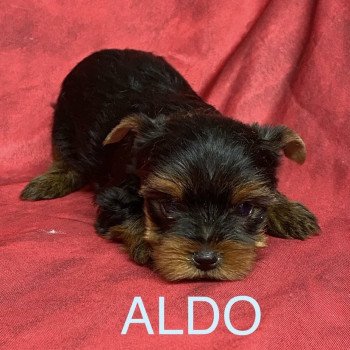 chiot Yorkshire terrier ALDO York Domaine de la Chantelaie chiot Yorkshire terrier ALDO York Domaine de la Chantelaie