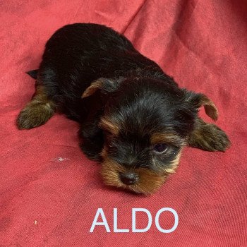 chiot Yorkshire terrier ALDO York Domaine de la Chantelaie chiot Yorkshire terrier ALDO York Domaine de la Chantelaie