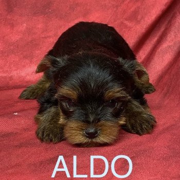 chiot Yorkshire terrier ALDO York Domaine de la Chantelaie chiot Yorkshire terrier ALDO York Domaine de la Chantelaie