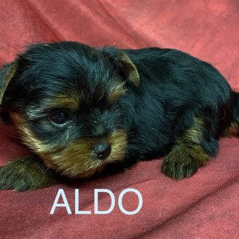 chiot Yorkshire terrier ALDO York Domaine de la Chantelaie chiot Yorkshire terrier ALDO York Domaine de la Chantelaie