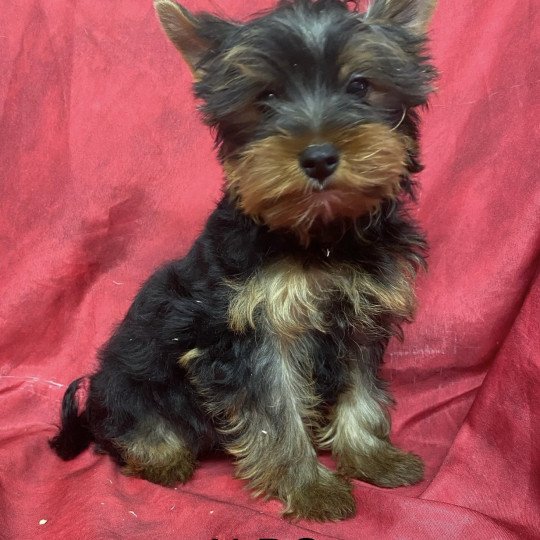 ALDO York Mâle Yorkshire terrier
