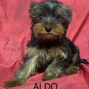 chiot Yorkshire terrier ALDO York Domaine de la Chantelaie chiot Yorkshire terrier ALDO York Domaine de la Chantelaie