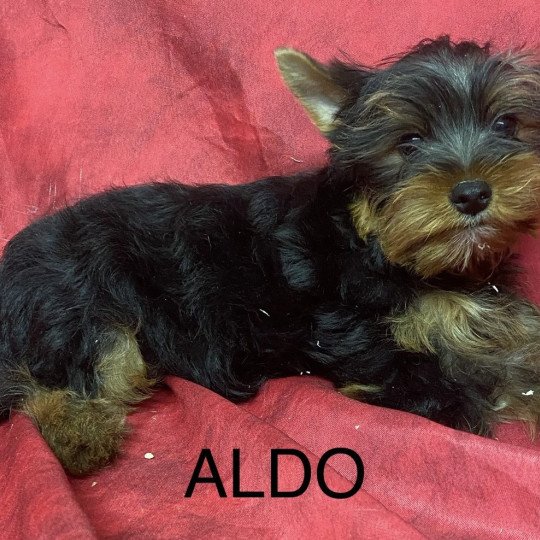 chiot Yorkshire terrier ALDO York Domaine de la Chantelaie chiot Yorkshire terrier ALDO York Domaine de la Chantelaie