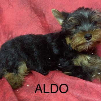 chiot Yorkshire terrier ALDO York Domaine de la Chantelaie chiot Yorkshire terrier ALDO York Domaine de la Chantelaie