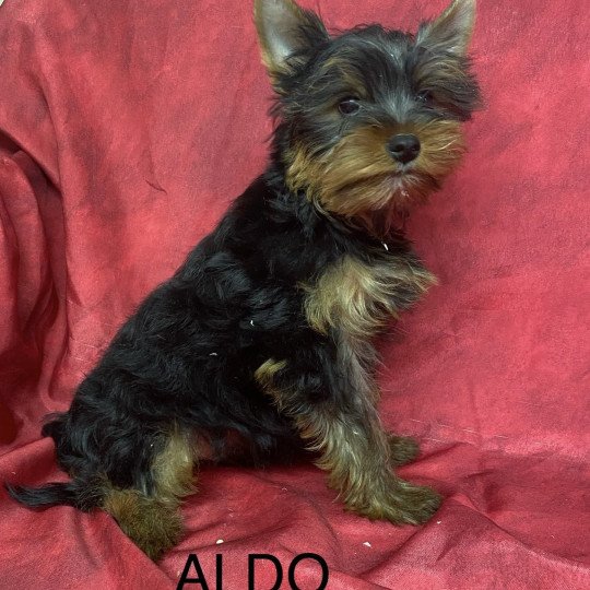chiot Yorkshire terrier ALDO York Domaine de la Chantelaie chiot Yorkshire terrier ALDO York Domaine de la Chantelaie
