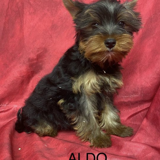 chiot Yorkshire terrier ALDO York Domaine de la Chantelaie chiot Yorkshire terrier ALDO York Domaine de la Chantelaie