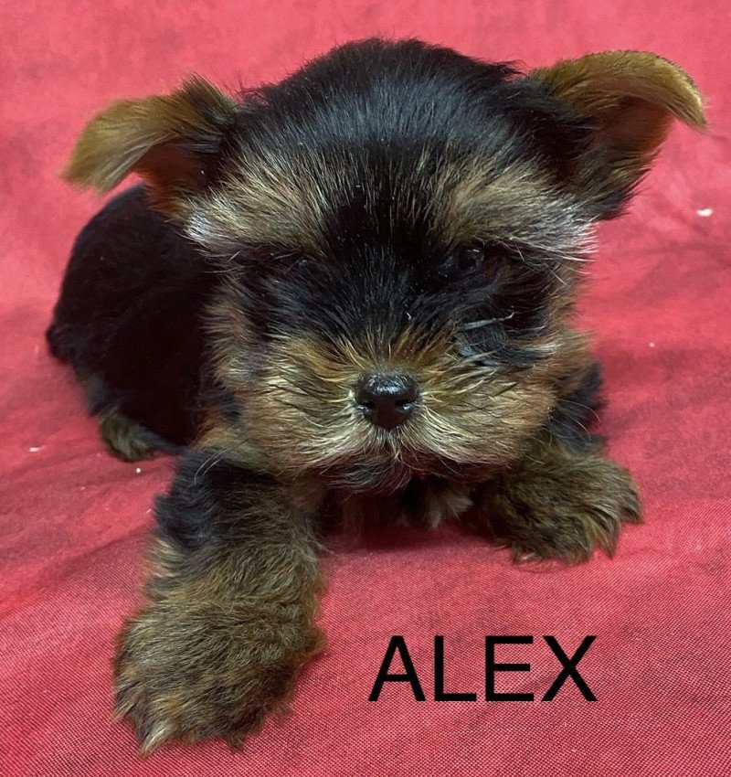 ALEX york. Mâle Yorkshire terrier