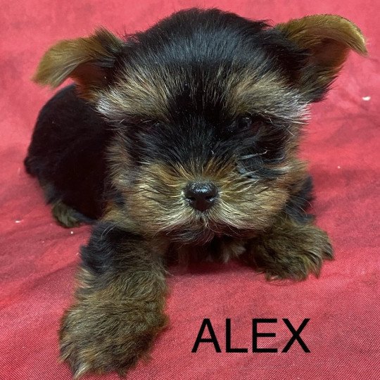chiot Yorkshire terrier ALEX york. Domaine de la Chantelaie