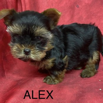 chiot Yorkshire terrier ALEX york. Domaine de la Chantelaie chiot Yorkshire terrier ALEX york. Domaine de la Chantelaie