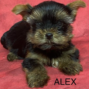 chiot Yorkshire terrier ALEX york. Domaine de la Chantelaie chiot Yorkshire terrier ALEX york. Domaine de la Chantelaie