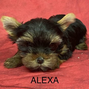 chiot Yorkshire terrier ALEXA york Domaine de la Chantelaie chiot Yorkshire terrier ALEXA york Domaine de la Chantelaie