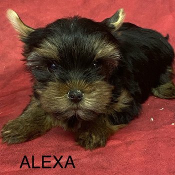 chiot Yorkshire terrier ALEXA york Domaine de la Chantelaie chiot Yorkshire terrier ALEXA york Domaine de la Chantelaie