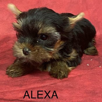chiot Yorkshire terrier ALEXA york Domaine de la Chantelaie chiot Yorkshire terrier ALEXA york Domaine de la Chantelaie
