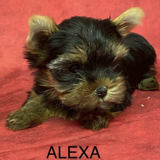 chiot Yorkshire terrier ALEXA york Domaine de la Chantelaie