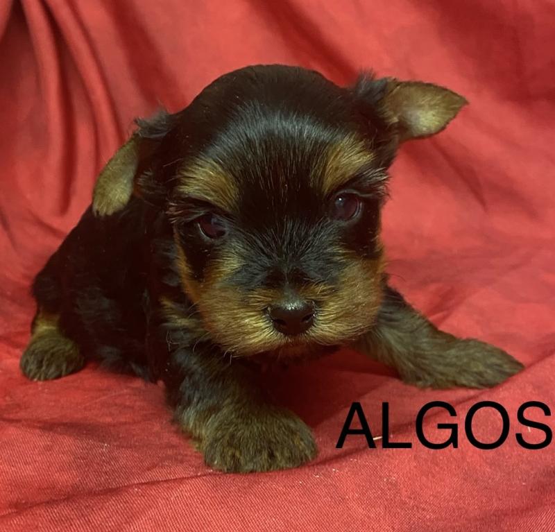 ALGOS York à réserver Mâle Yorkshire terrier
